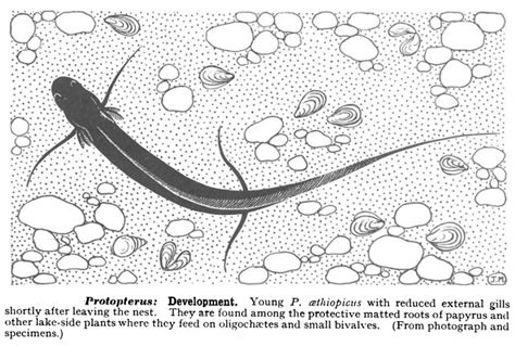 dipnoi fish|GENERAL ACCOUNT OF DIPNOI.